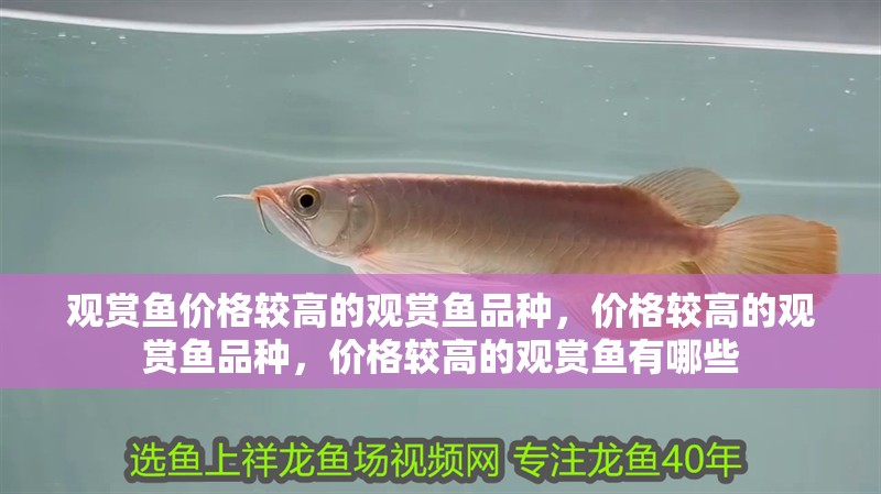 觀賞魚價(jià)格較高的觀賞魚品種，價(jià)格較高的觀賞魚品種，價(jià)格較高的觀賞魚有哪些