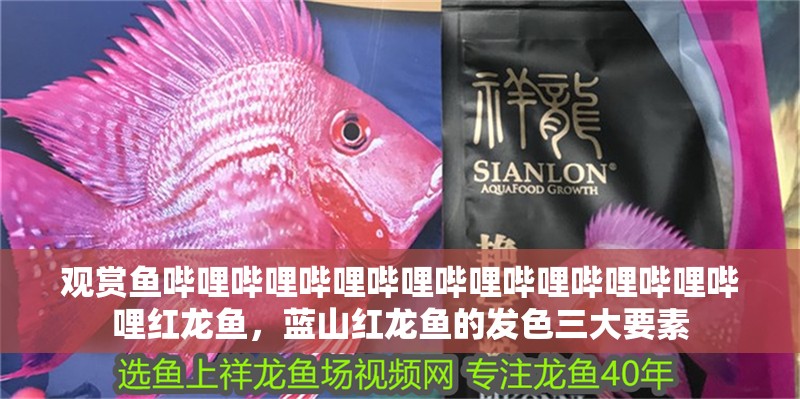 觀賞魚嗶哩嗶哩嗶哩嗶哩嗶哩嗶哩嗶哩嗶哩嗶哩紅龍魚，藍山紅龍魚的發(fā)色三大要素