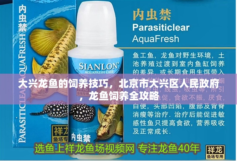 大興龍魚的飼養技巧，北京市大興區人民政府，龍魚飼養全攻略