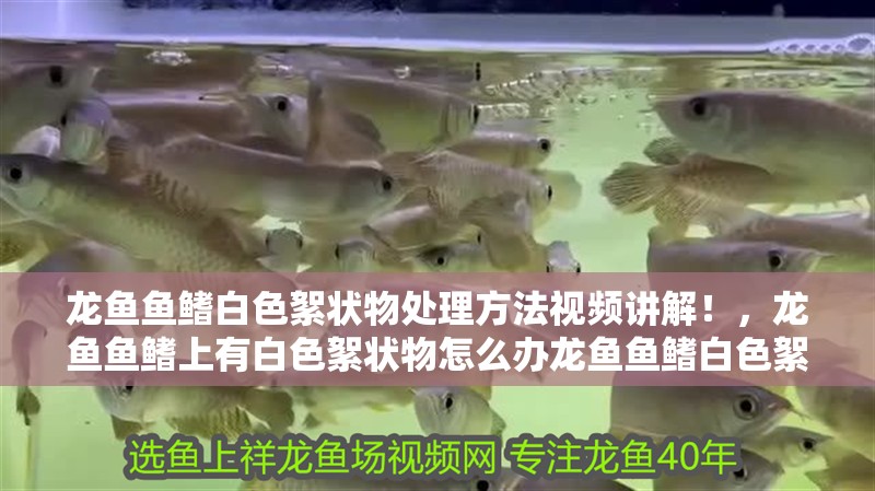 龍魚魚鰭白色絮狀物處理方法視頻講解！，龍魚魚鰭上有白色絮狀物怎么辦龍魚魚鰭白色絮狀物處理方法視頻講解