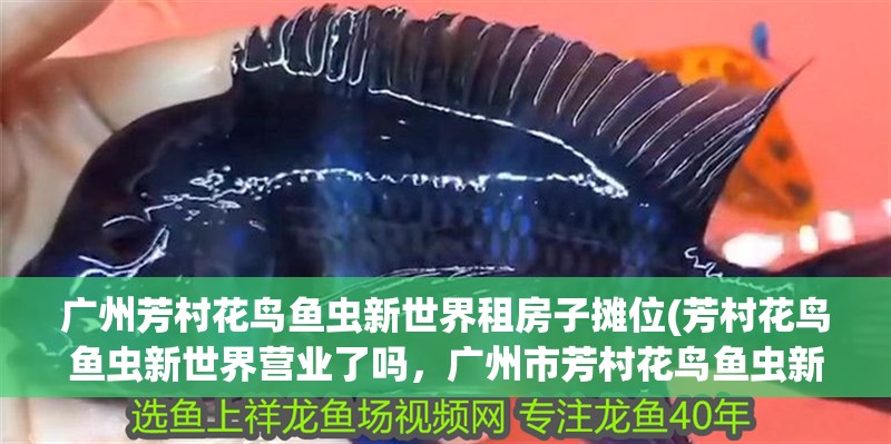 廣州芳村花鳥魚蟲新世界租房子攤位(芳村花鳥魚蟲新世界營業(yè)了嗎，廣州市芳村花鳥魚蟲新世界