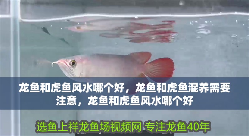龍魚和虎魚風(fēng)水哪個(gè)好，龍魚和虎魚混養(yǎng)需要注意，龍魚和虎魚風(fēng)水哪個(gè)好