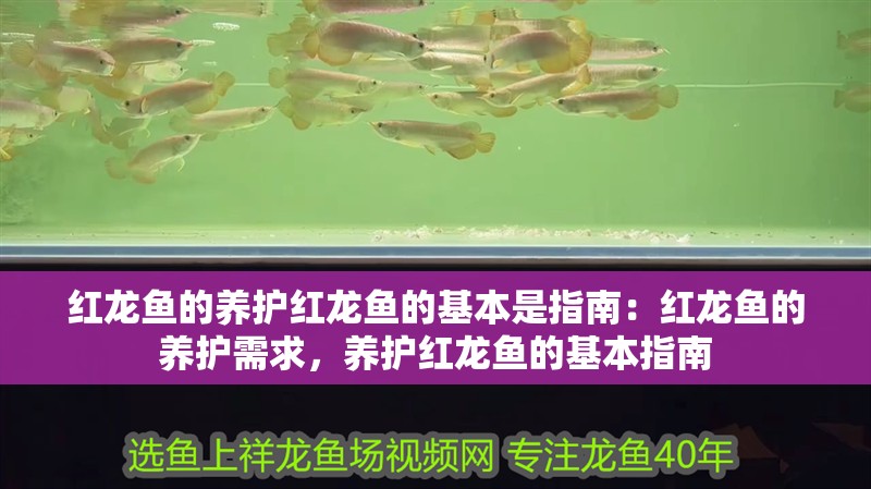 紅龍魚的養護紅龍魚的基本是指南：紅龍魚的養護需求，養護紅龍魚的基本指南
