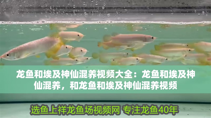 龍魚和埃及神仙混養(yǎng)視頻大全：龍魚和埃及神仙混養(yǎng)，和龍魚和埃及神仙混養(yǎng)視頻 龍魚和埃及神仙混養(yǎng)視頻大全：龍魚和埃及神仙混養(yǎng)，和龍魚和埃及神仙混養(yǎng)視頻 觀賞魚百科 第2張