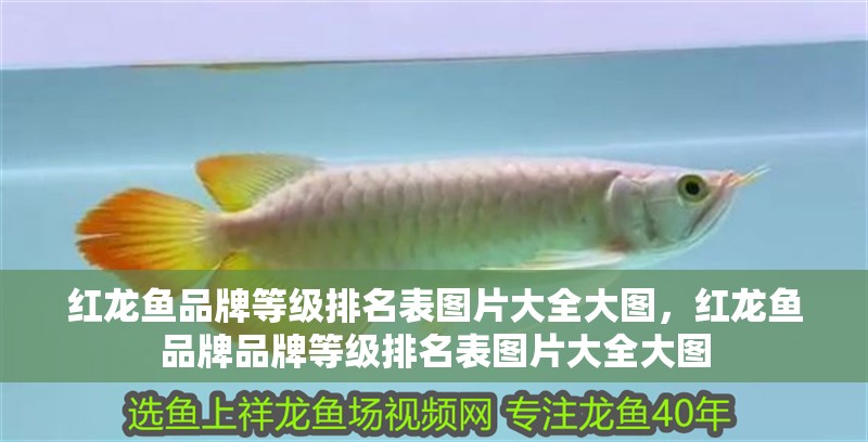 紅龍魚品牌等級排名表圖片大全大圖，紅龍魚品牌品牌等級排名表圖片大全大圖