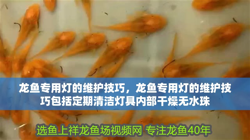 龍魚專用燈的維護技巧，龍魚專用燈的維護技巧包括定期清潔燈具內部干燥無水珠