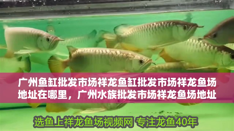 廣州魚缸批發(fā)市場祥龍魚缸批發(fā)市場祥龍魚場地址在哪里，廣州水族批發(fā)市場祥龍魚場地址在哪里