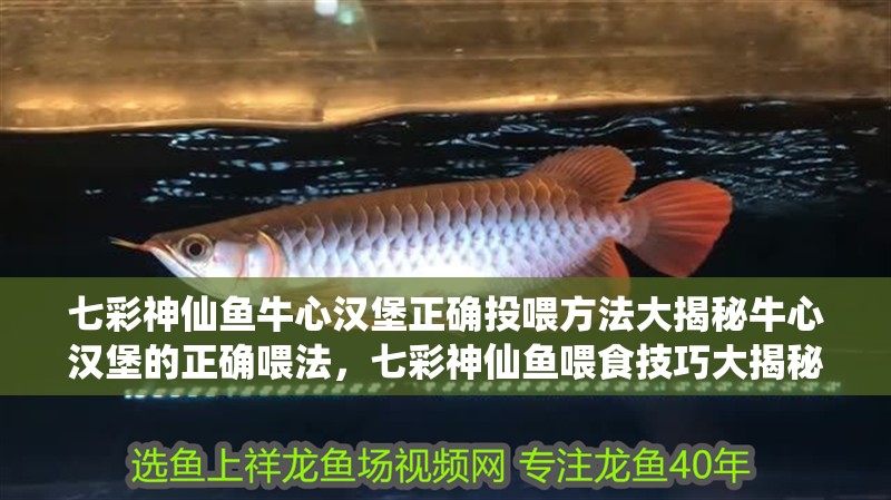 七彩神仙魚牛心漢堡正確投喂方法大揭秘牛心漢堡的正確喂法，七彩神仙魚喂食技巧大揭秘,牛心漢堡的正確投喂方法 七彩神仙魚牛心漢堡正確投喂方法大揭秘牛心漢堡的正確喂法，七彩神仙魚喂食技巧大揭秘,牛心漢堡的正確投喂方法 觀賞魚百科 第5張