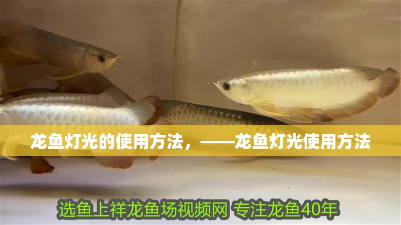 龍魚燈光的使用方法，——龍魚燈光使用方法