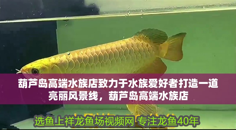 葫蘆島高端水族店致力于水族愛好者打造一道亮麗風景線，葫蘆島高端水族店