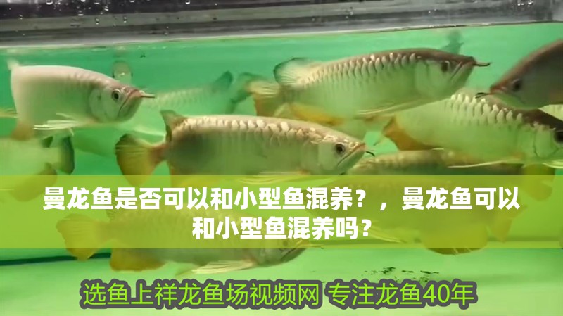 曼龍魚是否可以和小型魚混養？，曼龍魚可以和小型魚混養嗎？