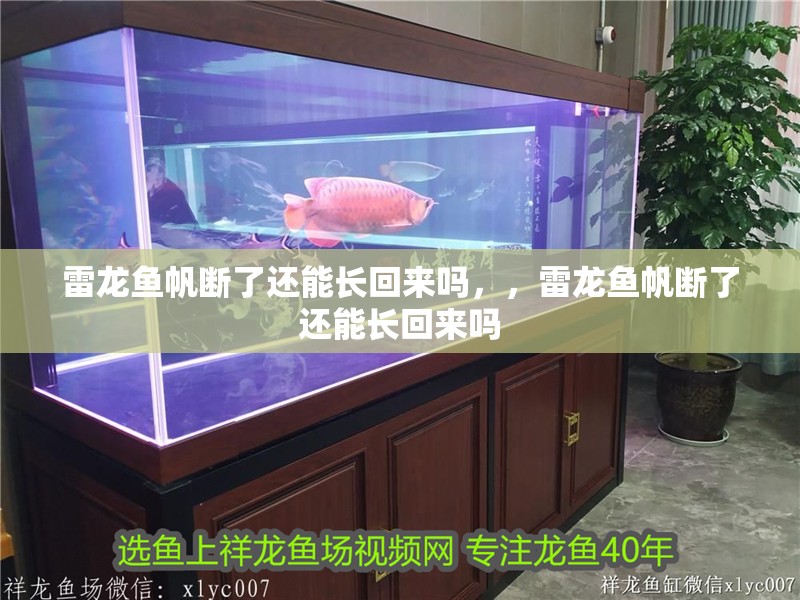 雷龍魚帆斷了還能長回來嗎，，雷龍魚帆斷了還能長回來嗎