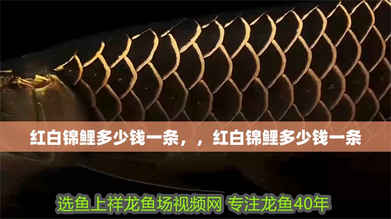 紅白錦鯉多少錢一條，，紅白錦鯉多少錢一條