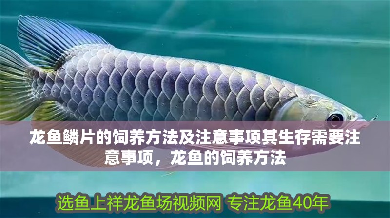 龍魚鱗片的飼養方法及注意事項其生存需要注意事項，龍魚的飼養方法