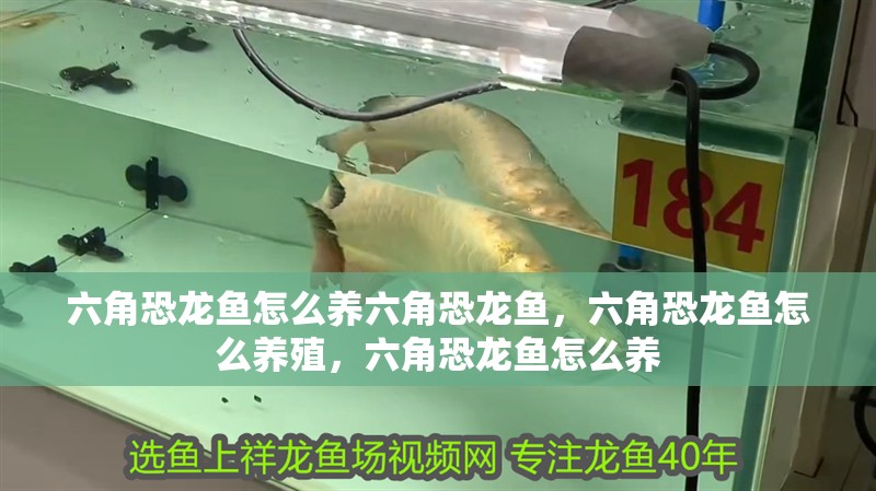 六角恐龍魚怎么養六角恐龍魚，六角恐龍魚怎么養殖，六角恐龍魚怎么養