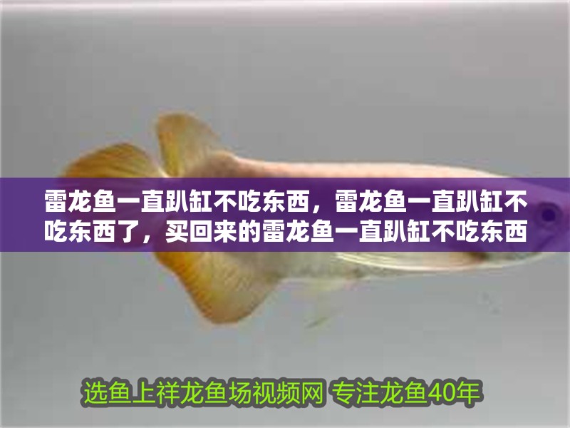 雷龍魚一直趴缸不吃東西，雷龍魚一直趴缸不吃東西了，買回來的雷龍魚一直趴缸不吃東西，雷龍魚一直趴缸不吃東西了