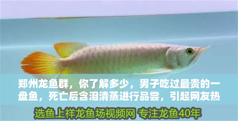 鄭州龍魚群，你了解多少，男子吃過最貴的一盤魚，死亡后含淚清蒸進行品嘗，引起網友熱議 鄭州龍魚群，你了解多少，男子吃過最貴的一盤魚，死亡后含淚清蒸進行品嘗，引起網友熱議 觀賞魚百科 第1張