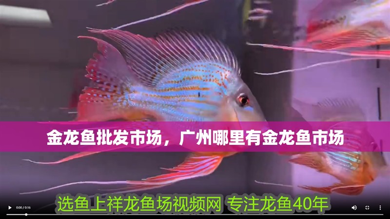 金龍魚批發市場，廣州哪里有金龍魚市場