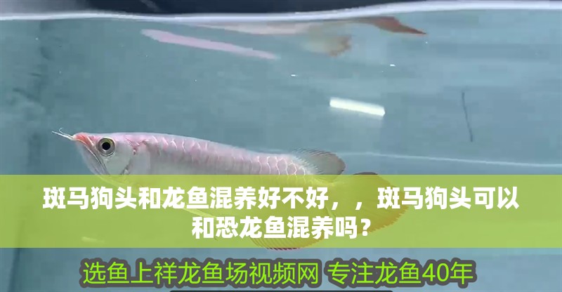 斑馬狗頭和龍魚混養(yǎng)好不好，，斑馬狗頭可以和恐龍魚混養(yǎng)嗎？