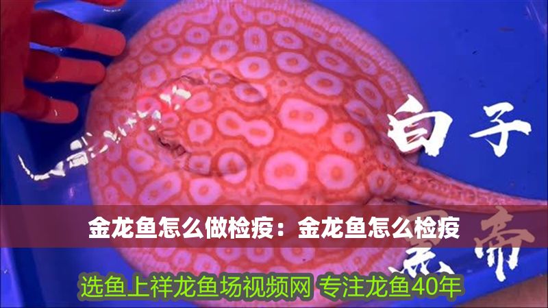 金龍魚怎么做檢疫：金龍魚怎么檢疫