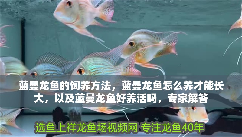 藍曼龍魚的飼養(yǎng)方法，藍曼龍魚怎么養(yǎng)才能長大，以及藍曼龍魚好養(yǎng)活嗎，專家解答 藍曼龍魚的飼養(yǎng)方法，藍曼龍魚怎么養(yǎng)才能長大，以及藍曼龍魚好養(yǎng)活嗎，專家解答 觀賞魚百科 第2張