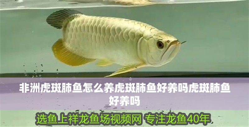 非洲虎斑肺魚怎么養虎斑肺魚好養嗎虎斑肺魚好養嗎