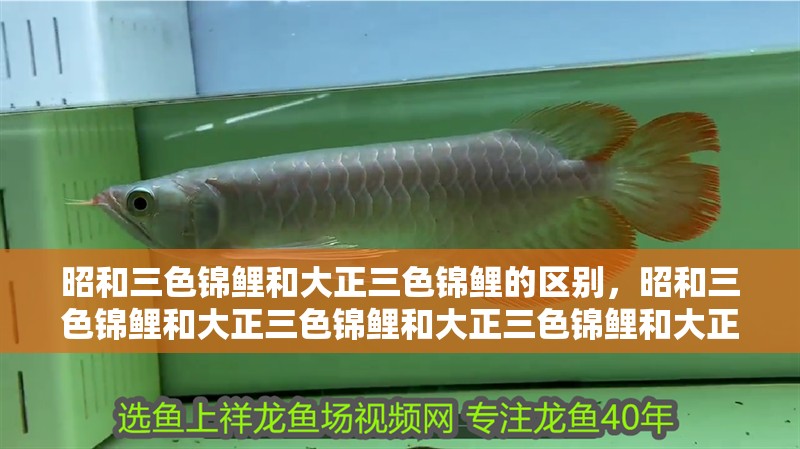 昭和三色錦鯉和大正三色錦鯉的區別，昭和三色錦鯉和大正三色錦鯉和大正三色錦鯉和大正三色區別
