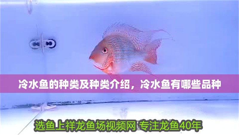 冷水魚的種類及種類介紹，冷水魚有哪些品種