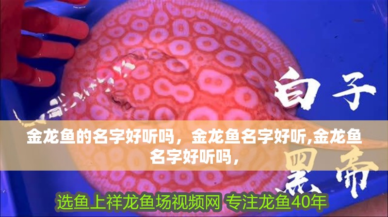 金龍魚的名字好聽嗎，金龍魚名字好聽,金龍魚名字好聽嗎，