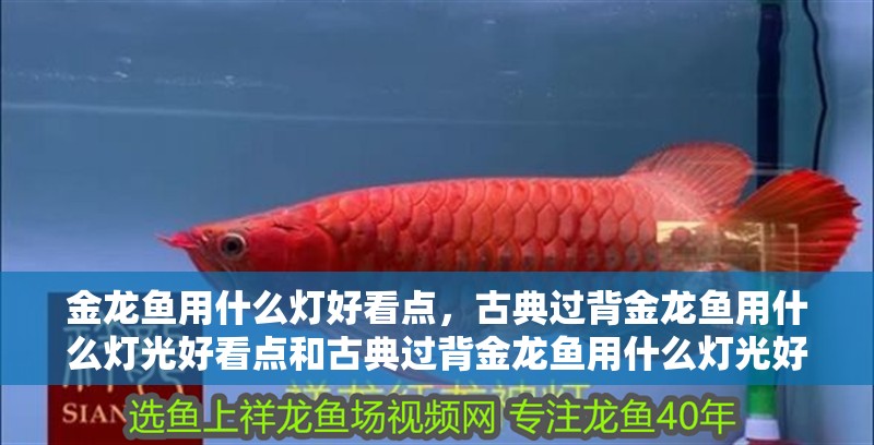 金龍魚用什么燈好看點，古典過背金龍魚用什么燈光好看點和古典過背金龍魚用什么燈光好看點