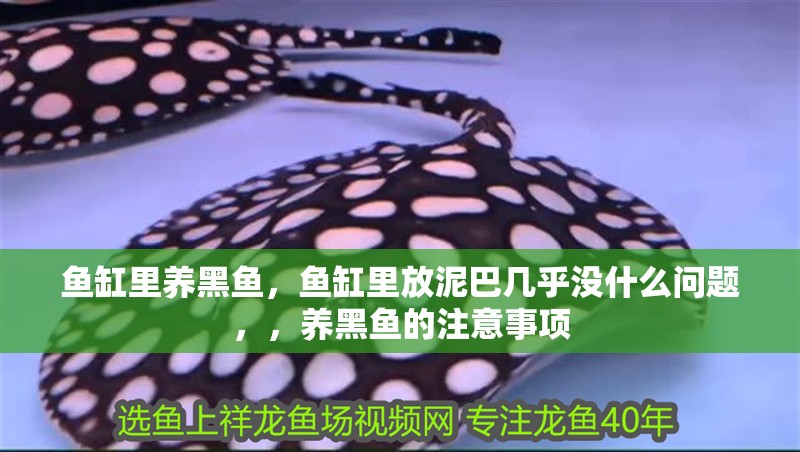 魚缸里養黑魚，魚缸里放泥巴幾乎沒什么問題，，養黑魚的注意事項