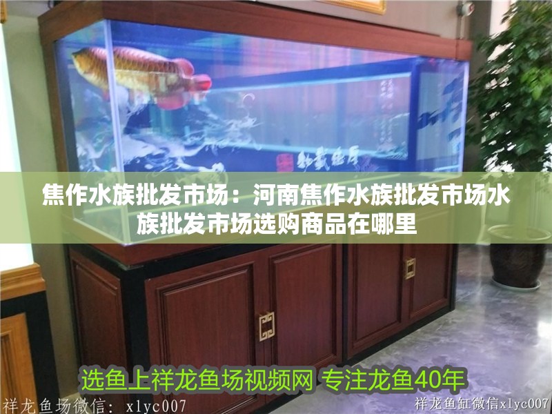 焦作水族批發市場：河南焦作水族批發市場水族批發市場選購商品在哪里