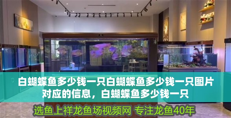 白蝴蝶魚多少錢一只白蝴蝶魚多少錢一只圖片對應的信息，白蝴蝶魚多少錢一只