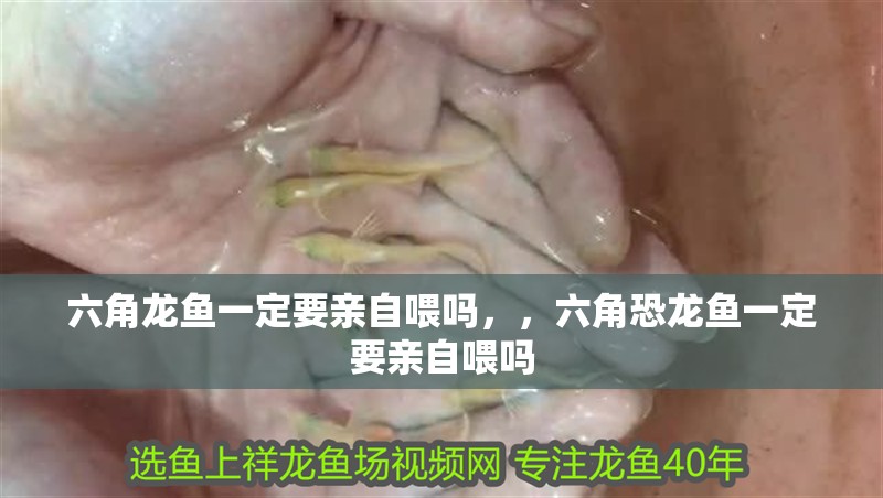 六角龍魚一定要親自喂嗎，，六角恐龍魚一定要親自喂嗎