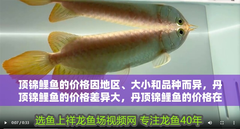 頂錦鯉魚的價格因地區、大小和品種而異，丹頂錦鯉魚的價格差異大，丹頂錦鯉魚的價格在幾十元到幾百元人民幣不等