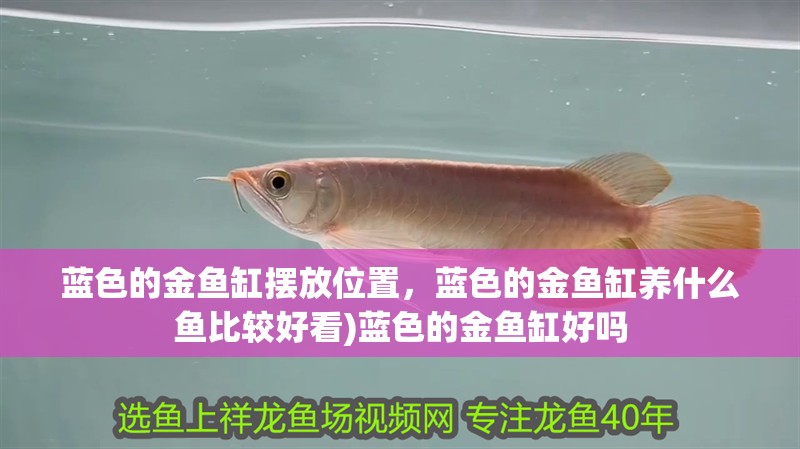 藍(lán)色的金魚缸擺放位置，藍(lán)色的金魚缸養(yǎng)什么魚比較好看)藍(lán)色的金魚缸好嗎