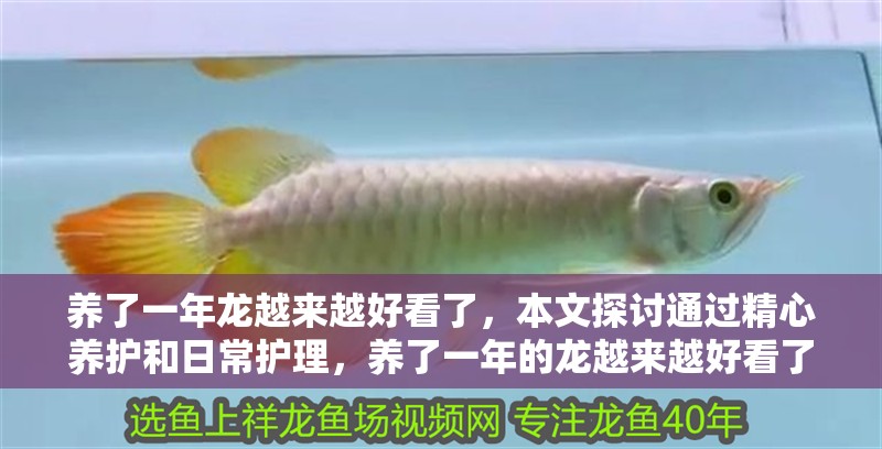 養(yǎng)了一年龍越來越好看了，本文探討通過精心養(yǎng)護(hù)和日常護(hù)理，養(yǎng)了一年的龍越來越好看了