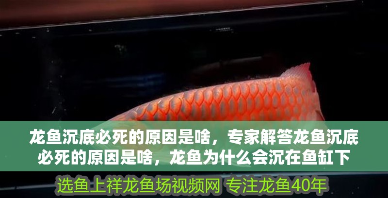 龍魚沉底必死的原因是啥，專家解答龍魚沉底必死的原因是啥，龍魚為什么會沉在魚缸下