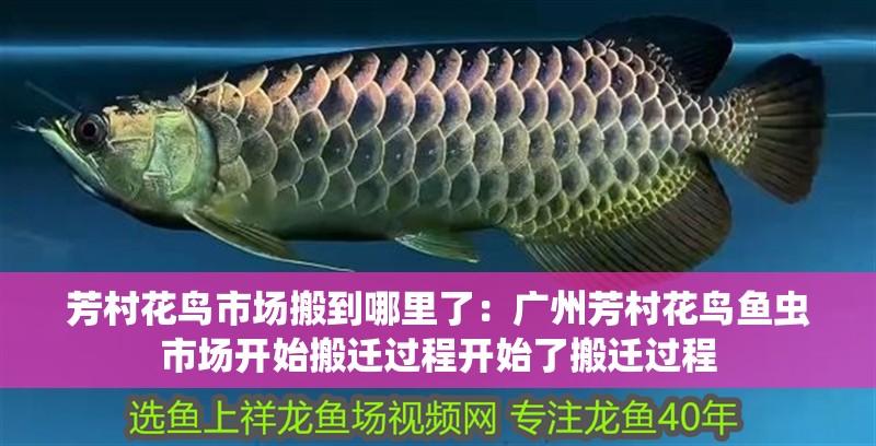 芳村花鳥市場搬到哪里了：廣州芳村花鳥魚蟲市場開始搬遷過程開始了搬遷過程