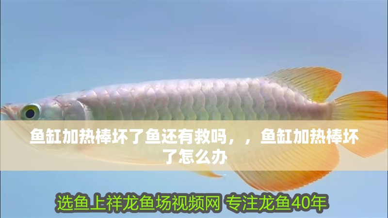 魚缸加熱棒壞了魚還有救嗎，，魚缸加熱棒壞了怎么辦