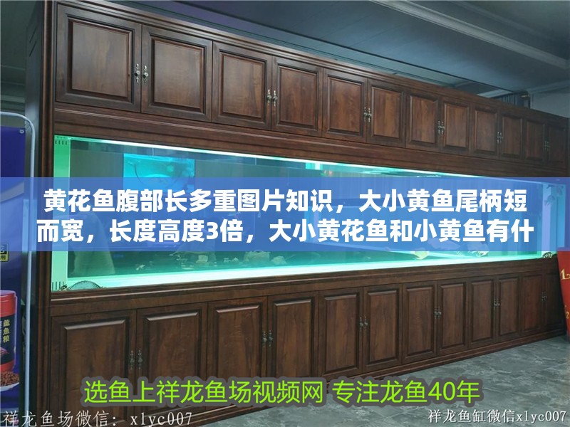 黃花魚腹部長多重圖片知識，大小黃魚尾柄短而寬，長度高度3倍，大小黃花魚和小黃魚有什么區別 黃花魚腹部長多重圖片知識，大小黃魚尾柄短而寬，長度高度3倍，大小黃花魚和小黃魚有什么區別 觀賞魚百科 第2張