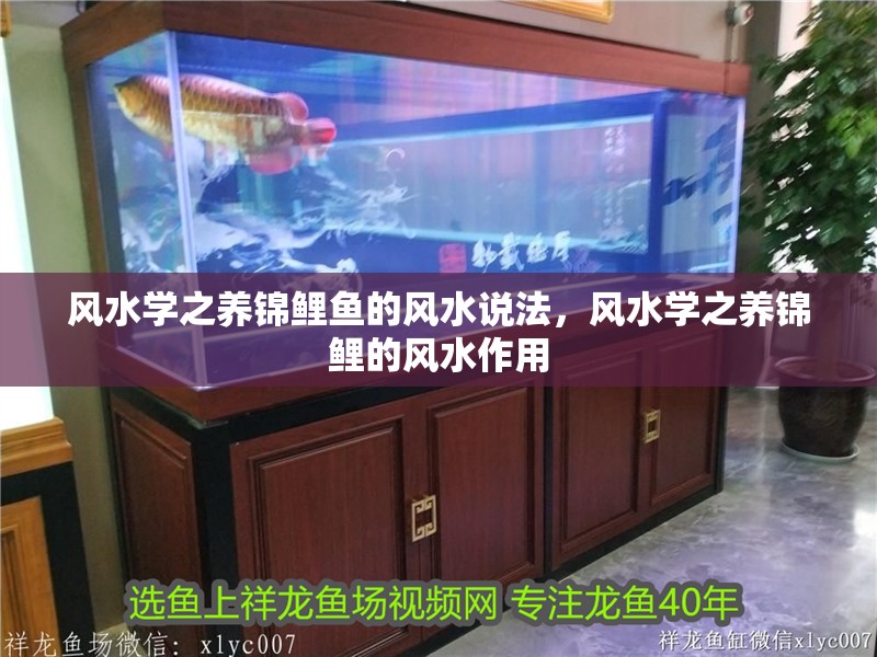 風水學之養錦鯉魚的風水說法，風水學之養錦鯉的風水作用