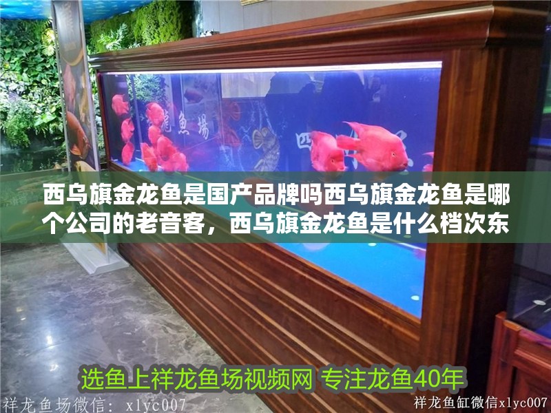 西烏旗金龍魚是國產品牌嗎西烏旗金龍魚是哪個公司的老音客，西烏旗金龍魚是什么檔次東饗尋味聽西烏旗金龍魚有哪些系列