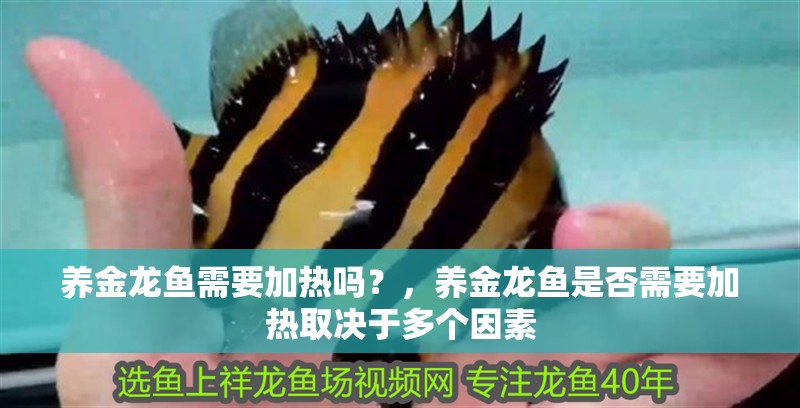 養(yǎng)金龍魚需要加熱嗎？，養(yǎng)金龍魚是否需要加熱取決于多個(gè)因素