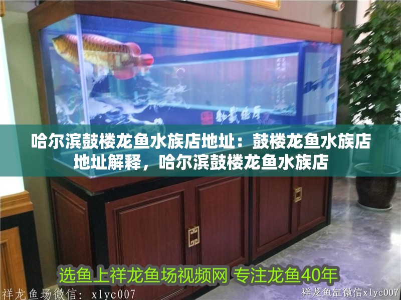 哈爾濱鼓樓龍魚水族店地址：鼓樓龍魚水族店地址解釋，哈爾濱鼓樓龍魚水族店