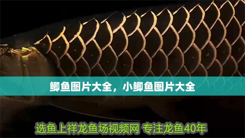 鯽魚圖片大全，小鯽魚圖片大全