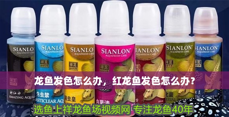 龍魚發色怎么辦，紅龍魚發色怎么辦？
