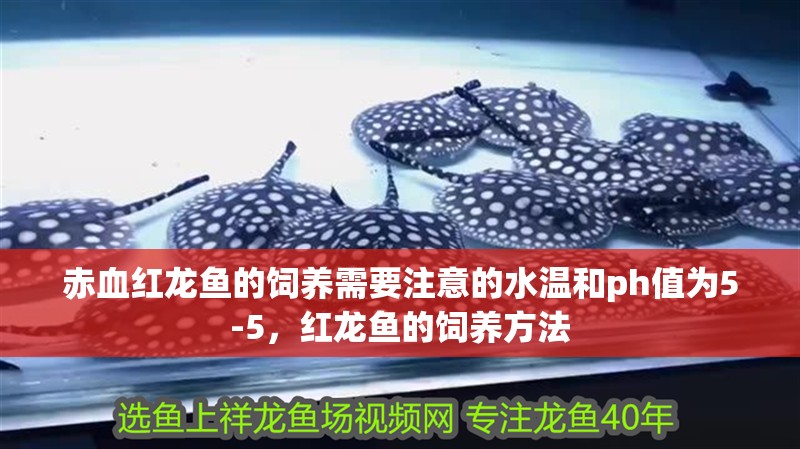 赤血紅龍魚的飼養(yǎng)需要注意的水溫和ph值為5-5，紅龍魚的飼養(yǎng)方法