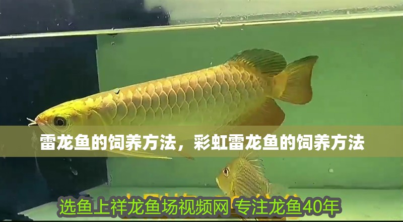 雷龍魚的飼養方法，彩虹雷龍魚的飼養方法