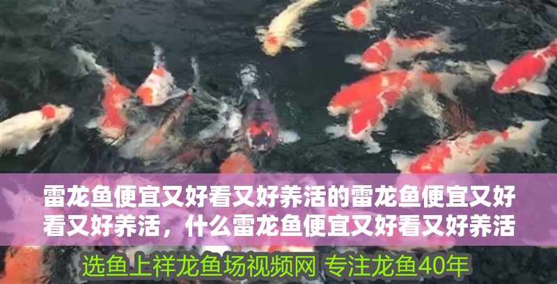 雷龍魚(yú)便宜又好看又好養(yǎng)活的雷龍魚(yú)便宜又好看又好養(yǎng)活，什么雷龍魚(yú)便宜又好看又好養(yǎng)活